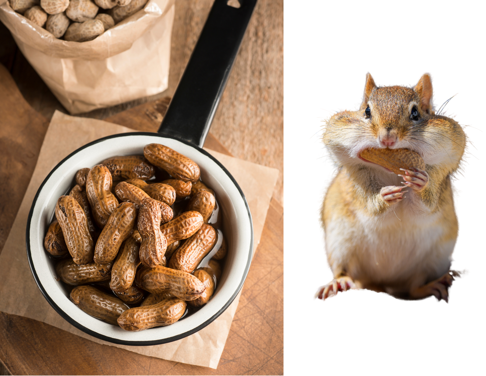 Lectins in popular foods