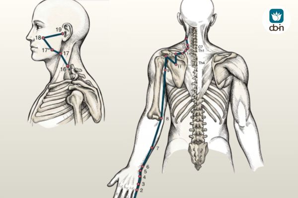 Anatomische tekening van de Dunne Darm meridiaan met drukpunten langs de arm, schouder en nek in Do-In Yoga stijl.