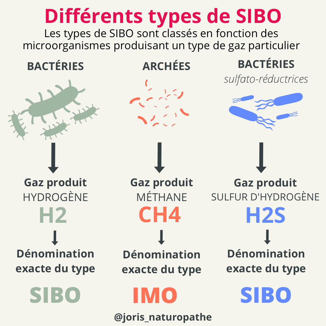 différents types de SIBO