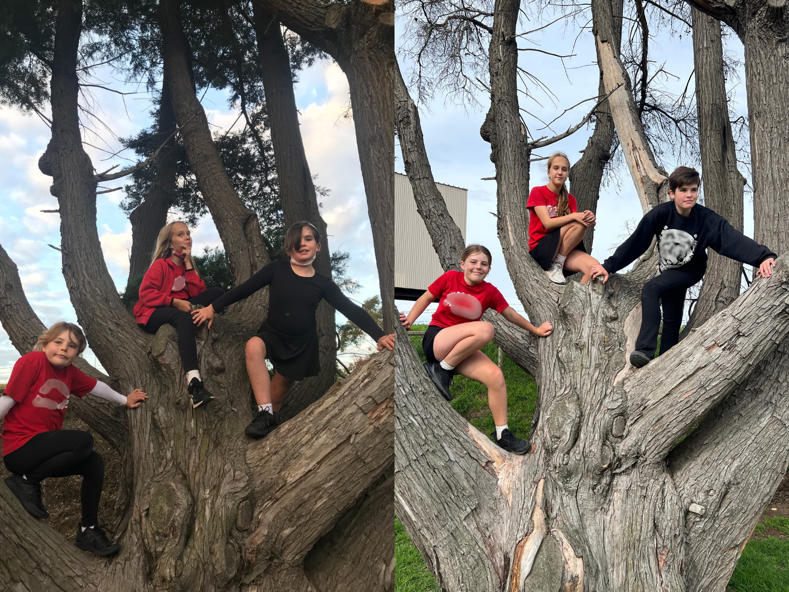 Three children who have climbed the same tree, three or four years apart.