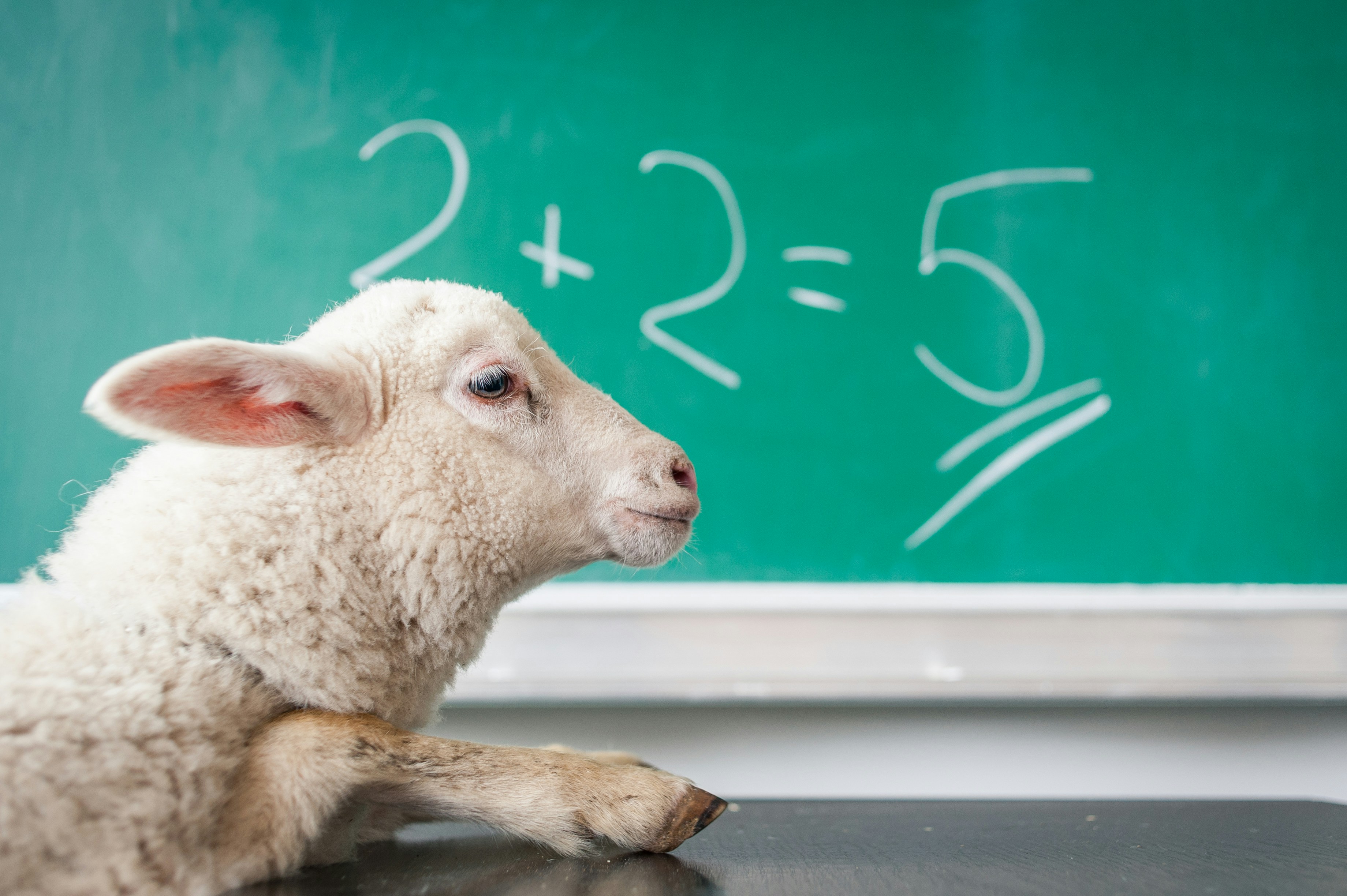 photo of a sheep in front of a chalk board that says 2+2=5