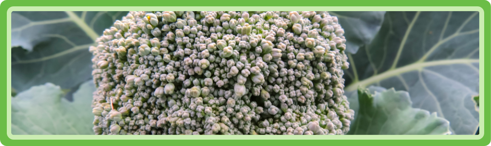 Broccoli in een moestuin