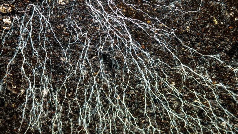 Photo d'un réseau mycelien de champignons qui s'étend dans la terre