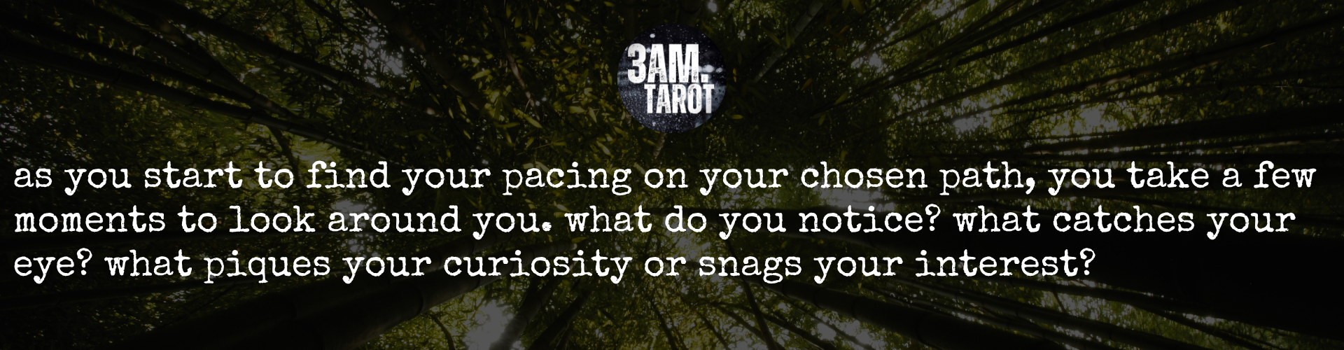 as you start to find your pacing on your chosen path, you take a few moments to look around you. what do you notice? what catches your eye? what piques your curiosity or snags your interest?