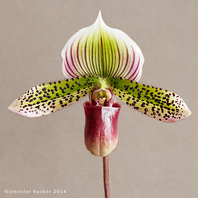 Final image of an Orchid focus stacked and cropped.