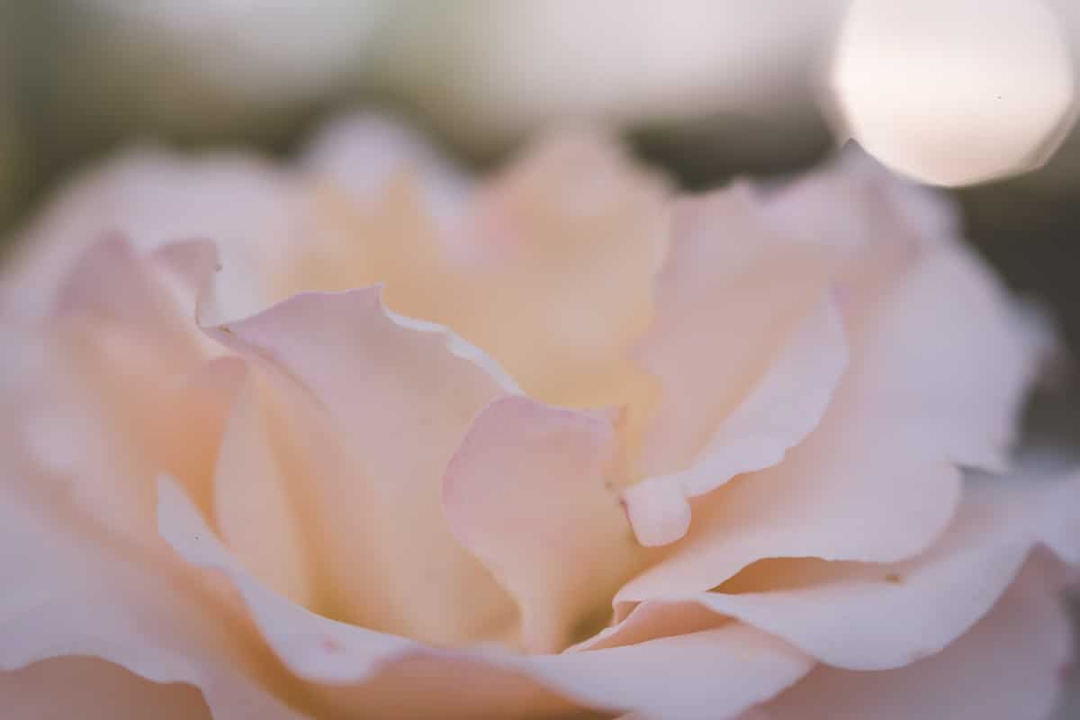 Light pink macro shot of a flower.