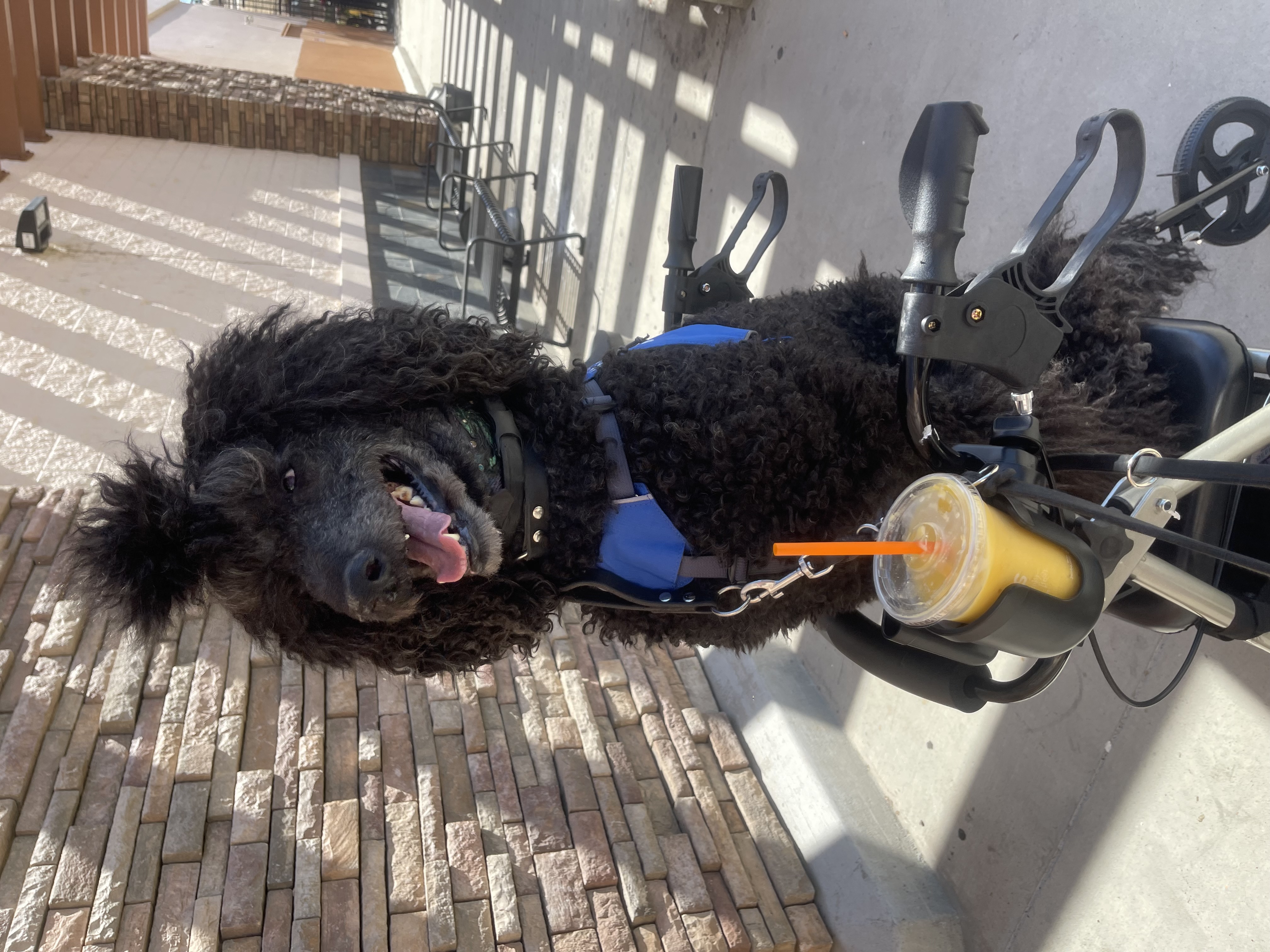 Nick, a blue Standard Poodle sitting on a walker. 