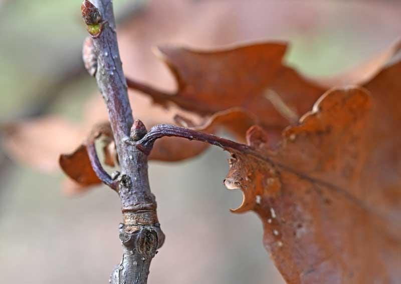 Photo en gros plan d'une feuille marcescente accrochée à une branche 