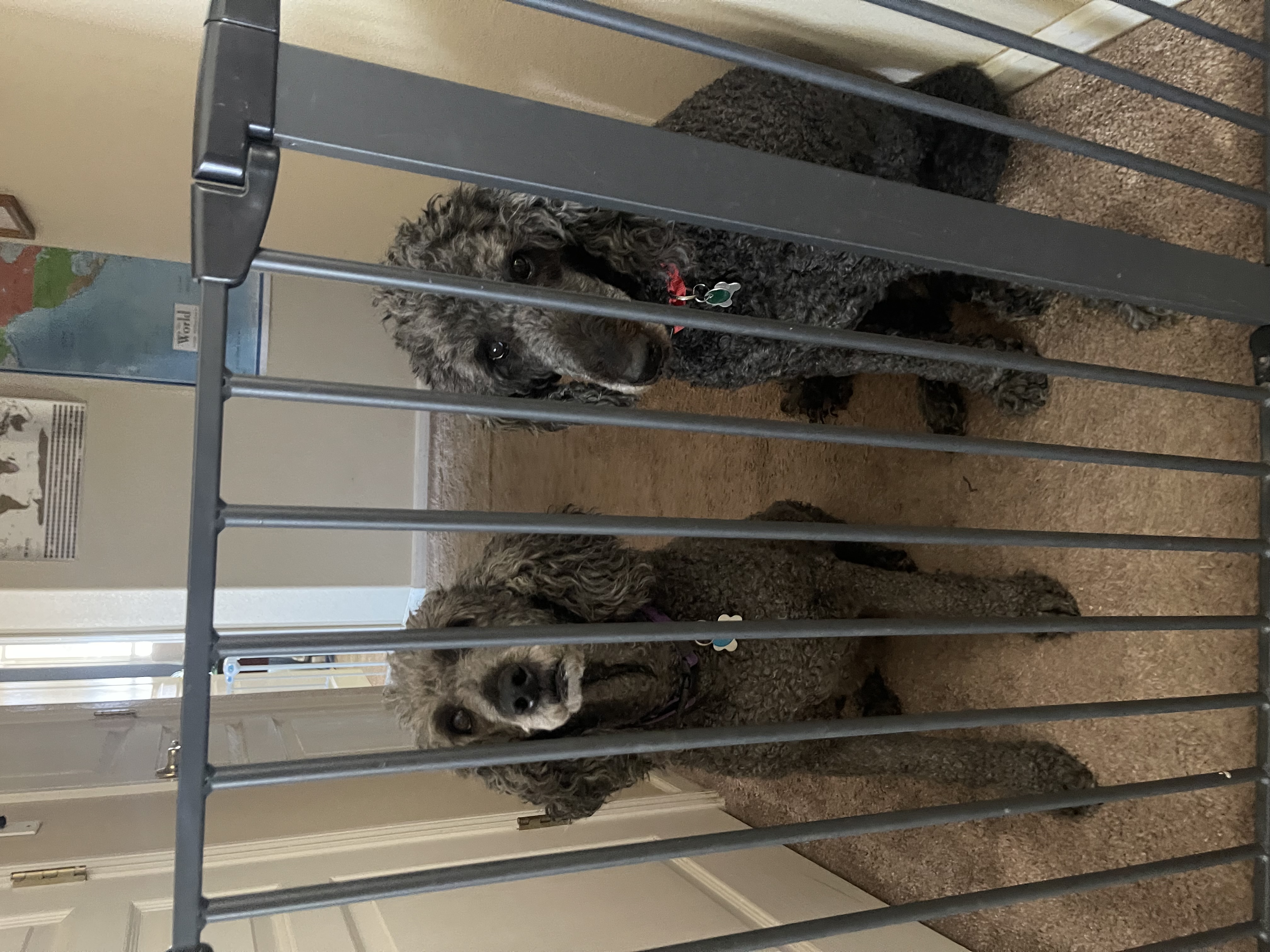 Two silver Standard Poodles behind a dog gate 