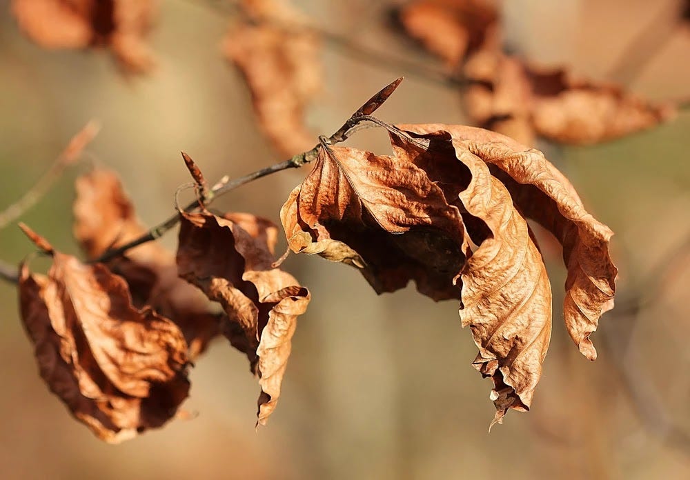 Photo en gros plan d'un groupe de feuilles marcescentes marron accrochées à une fine branche et éclairées par le soleil