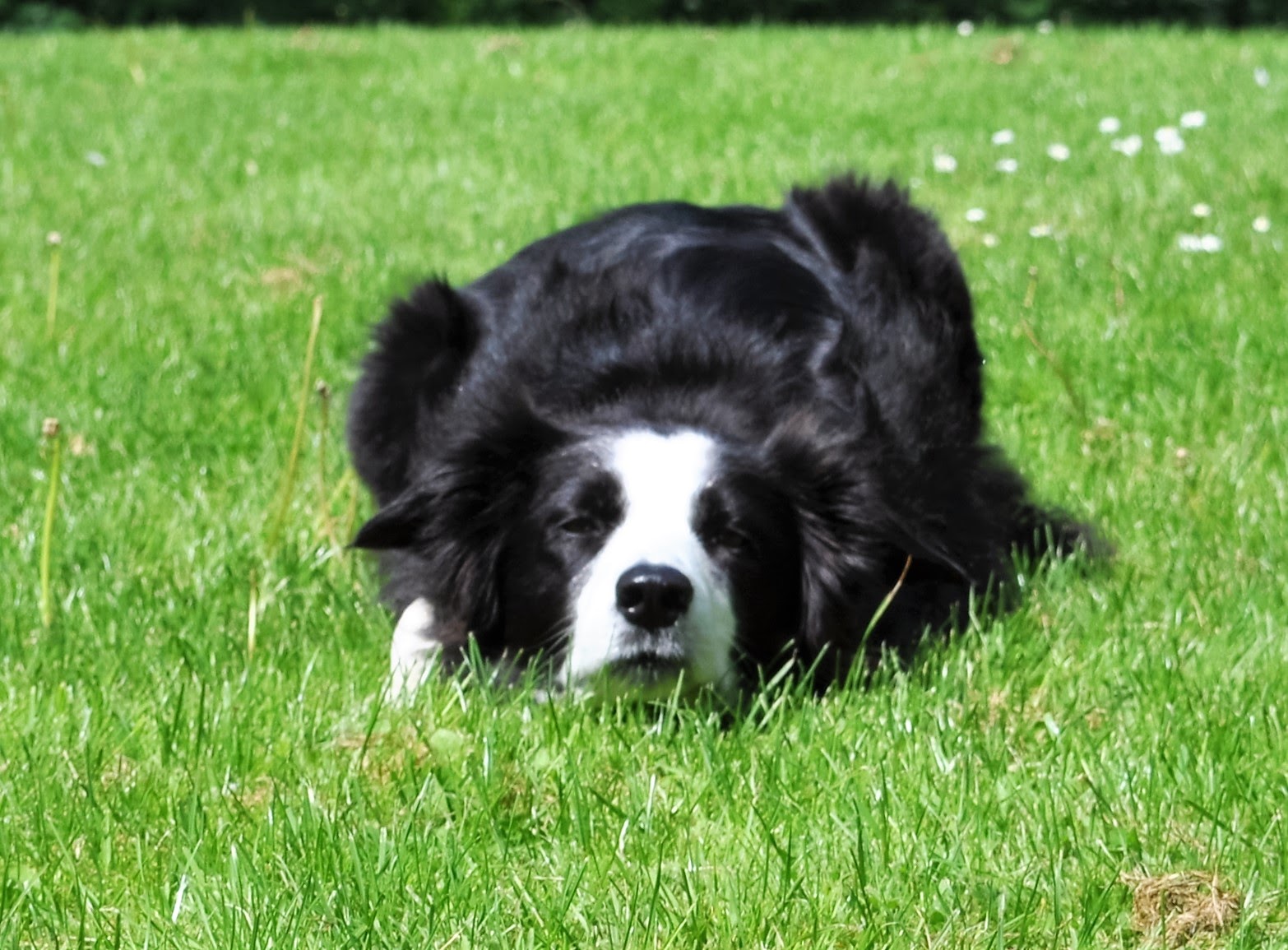 Working Sheepdog marks her flock