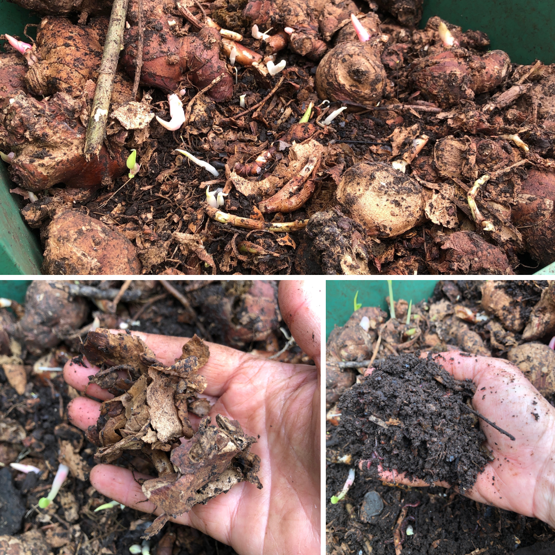 wild ginger worm farm