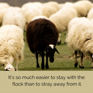 black sheep straying
