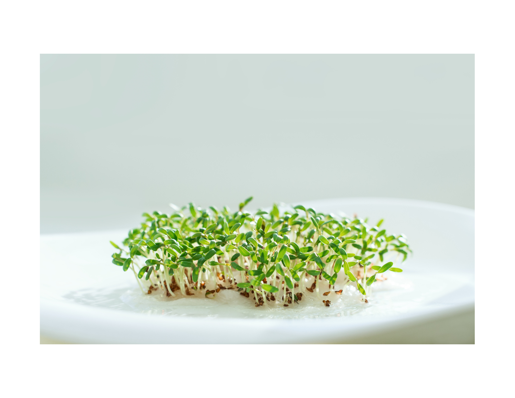 sprouting for better digestion