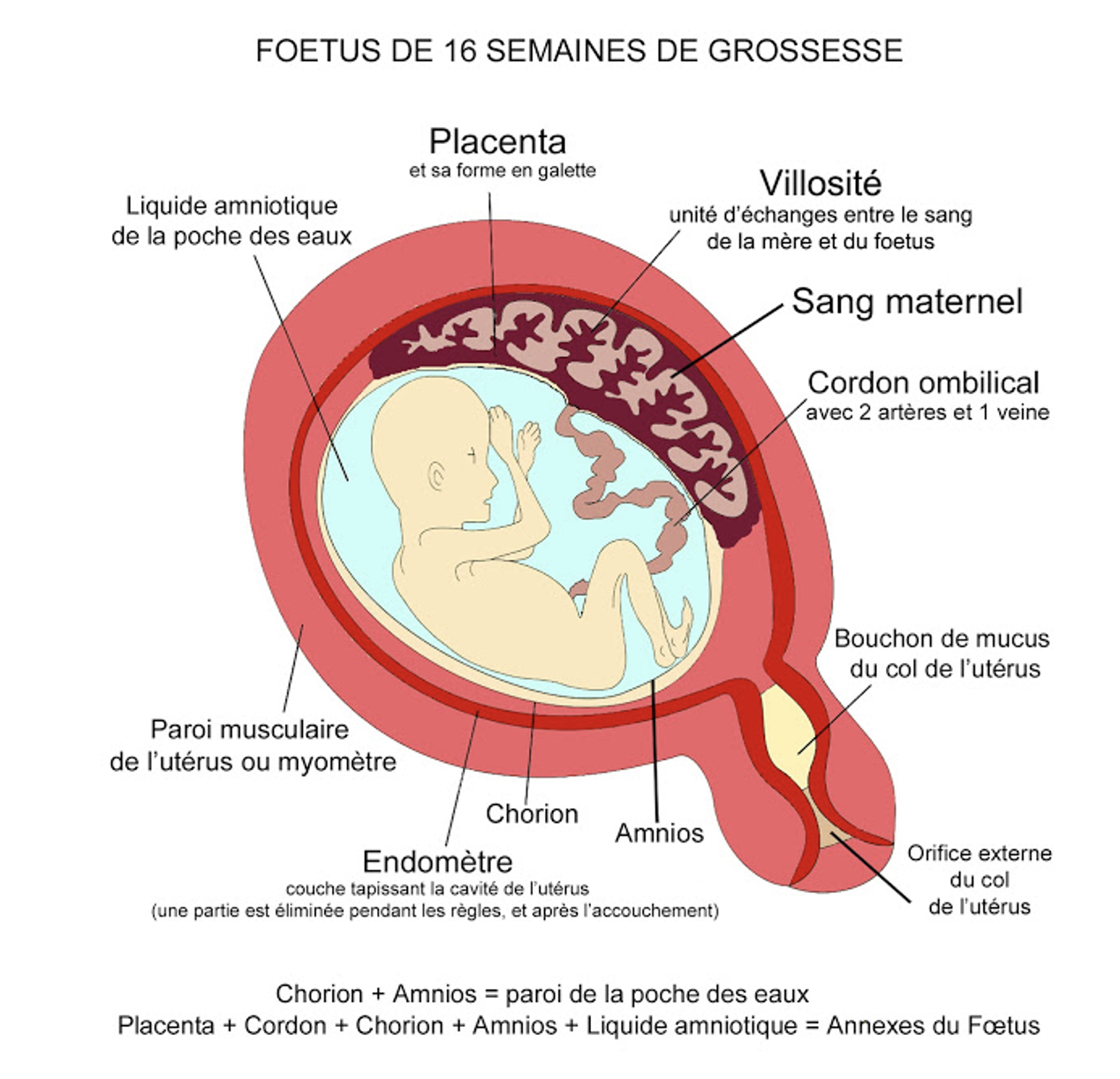Schéma anatomique annoté d'un fœtus de 16 semaines in utero illustrant le placenta, le cordon ombilical, le liquide amniotique, l'endomètre et les membranes fœtales.