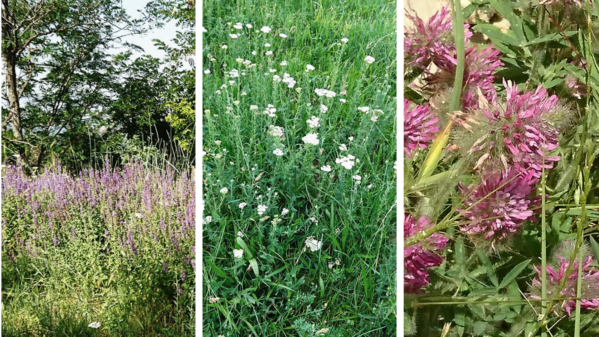 Bulgaria | Wildflowers Earth Pyramids Hike - Stob