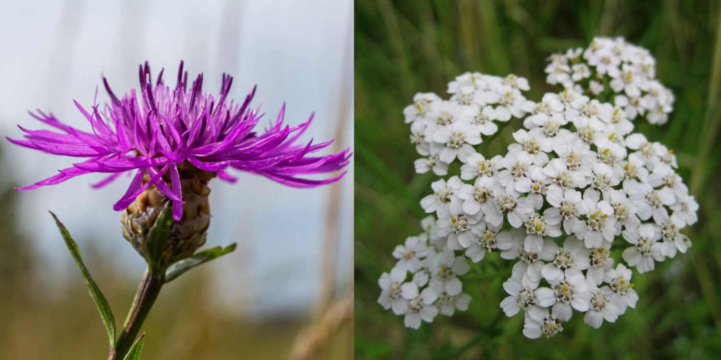 De beste planten voor de rand van de wadi