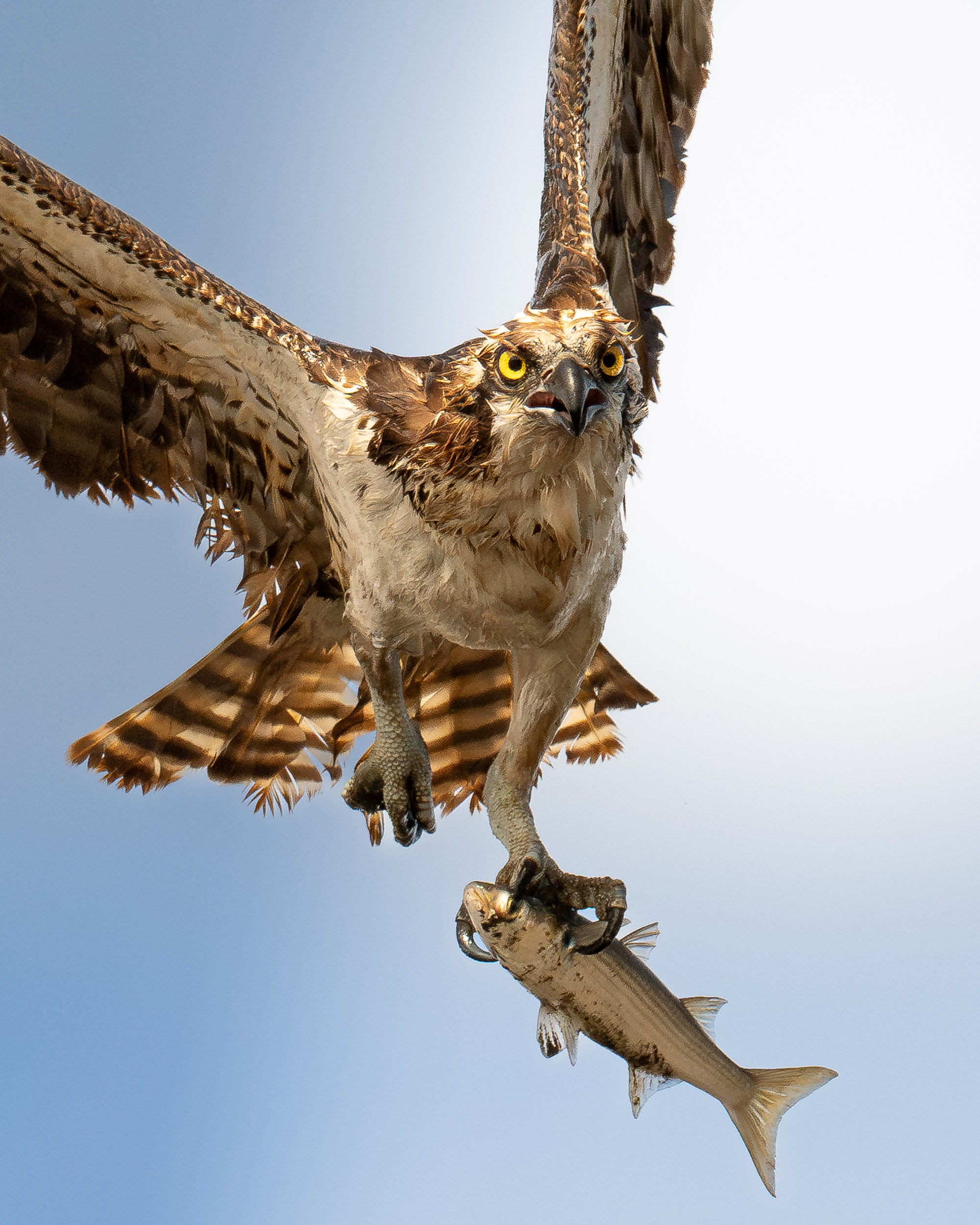 osprey in flight