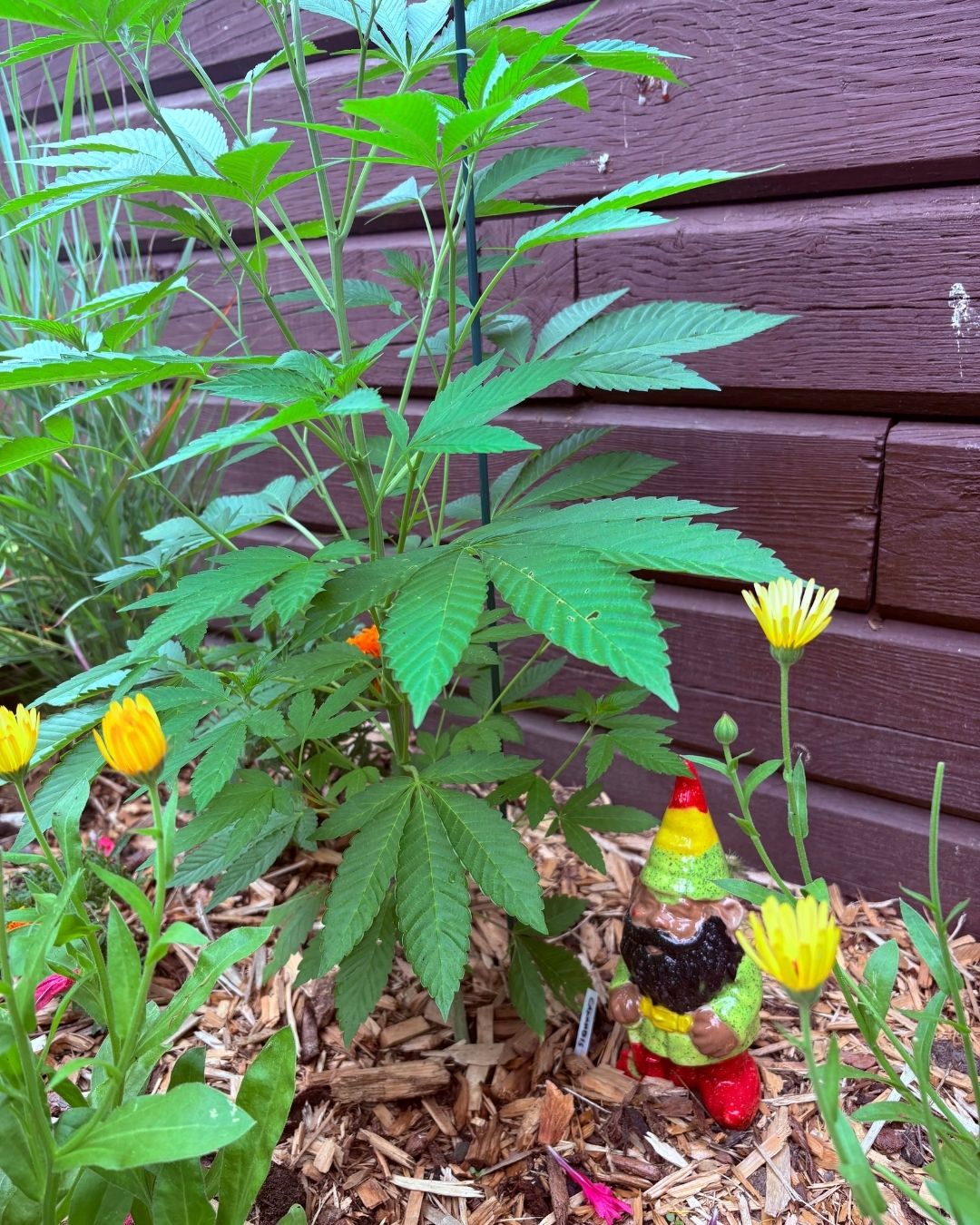 Marijuana plant protected by a little garden gnome painted red, yellow, green, and black
