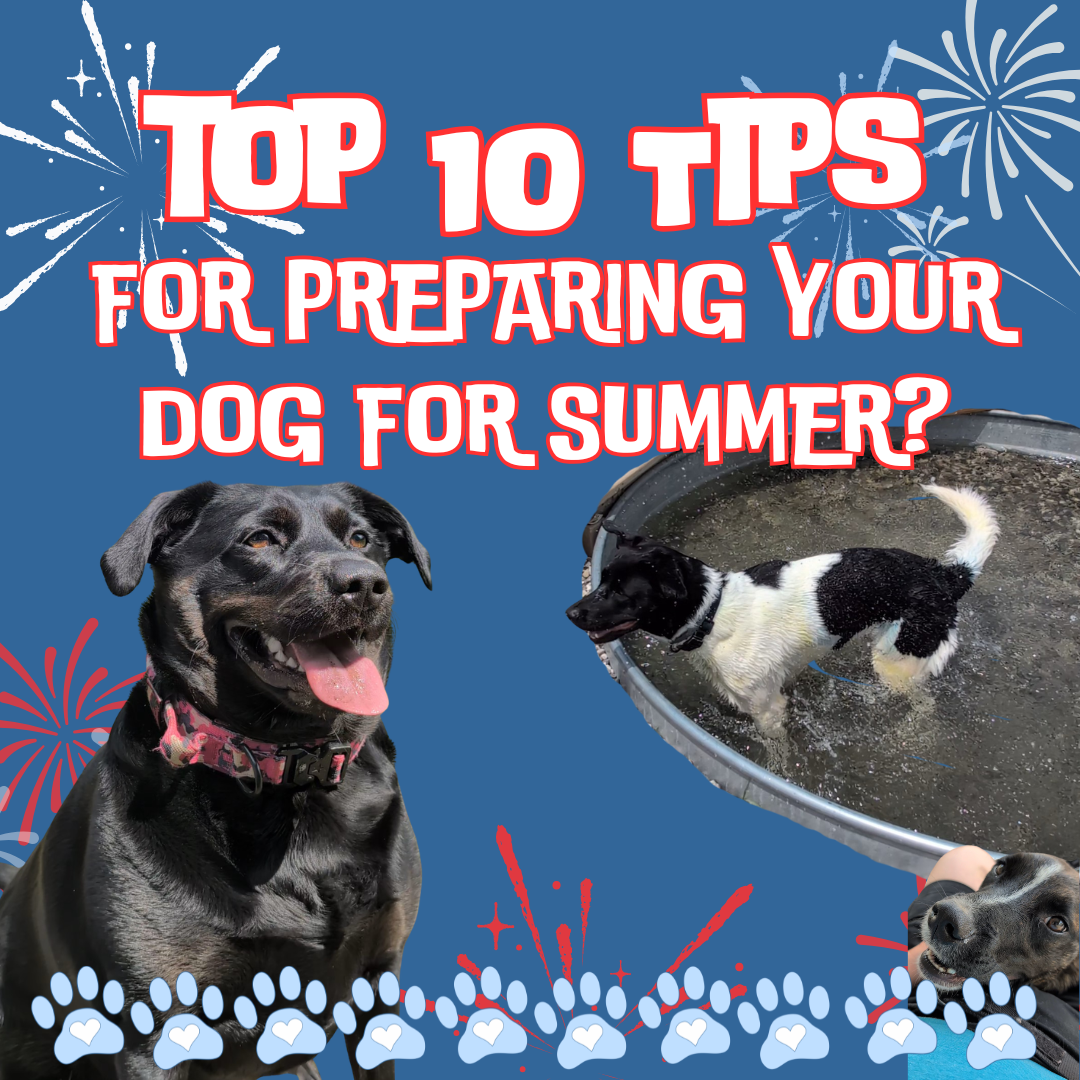 3 dogs enjoy a summer play session in a pool, text states "Are You Ready For Summer?"