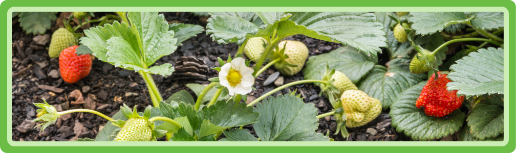 Aardbeien in de moestuin