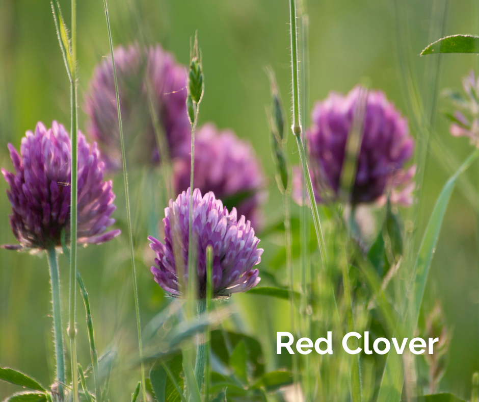 Red Clover nutrition for farm livestock