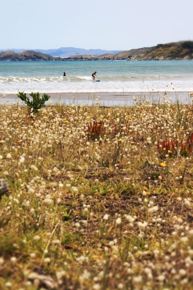Bunny tails painting refernce