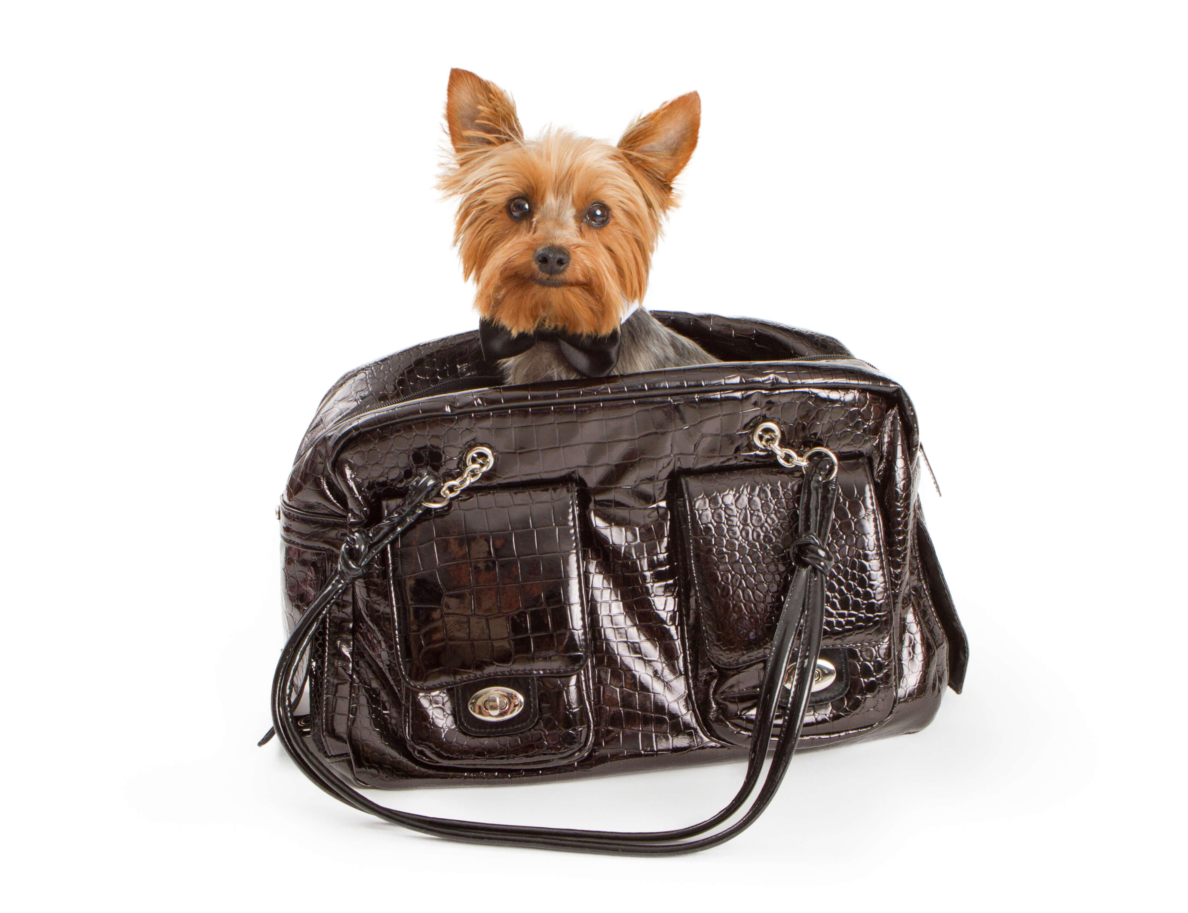 small dog in a carry case ready to be evacuated