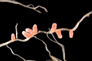 Symbiotic nitrogen fixers like Rhizobium species contribute through their association with legume roots. 