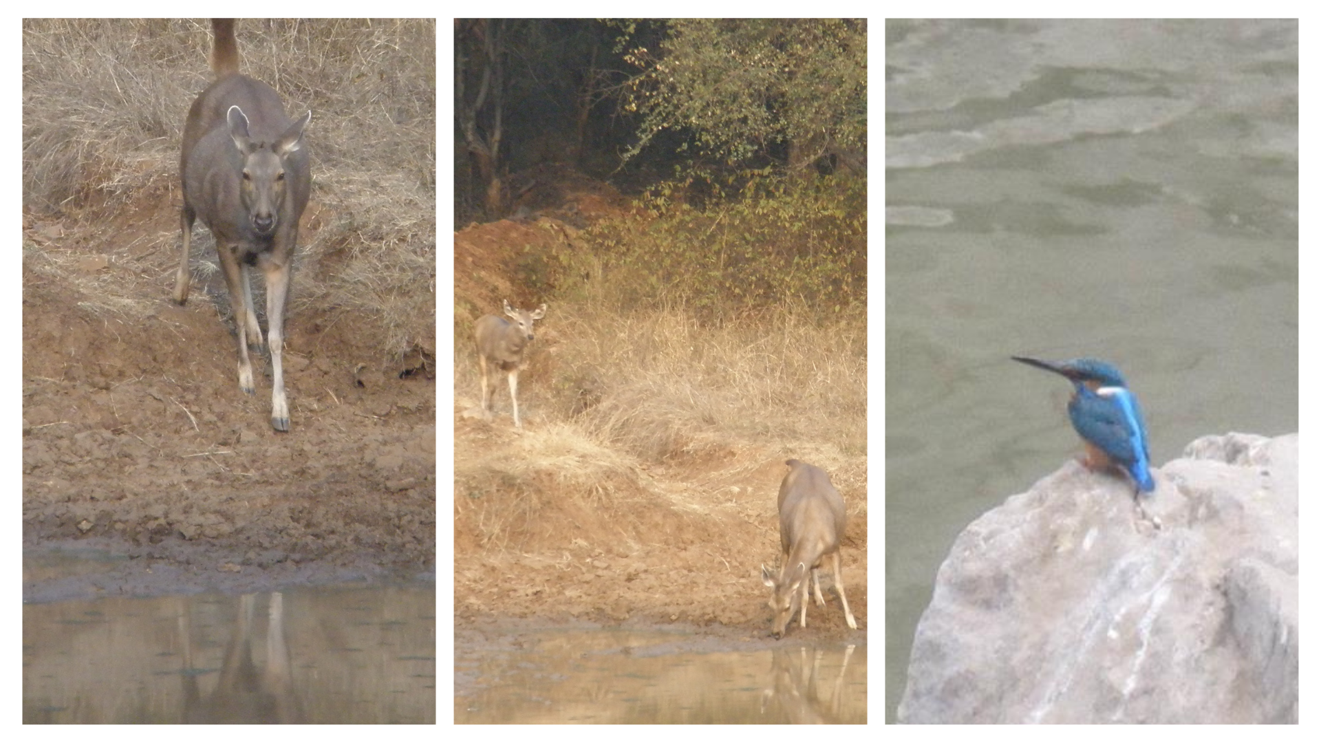 Ranthambhore Tiger Reserve NP