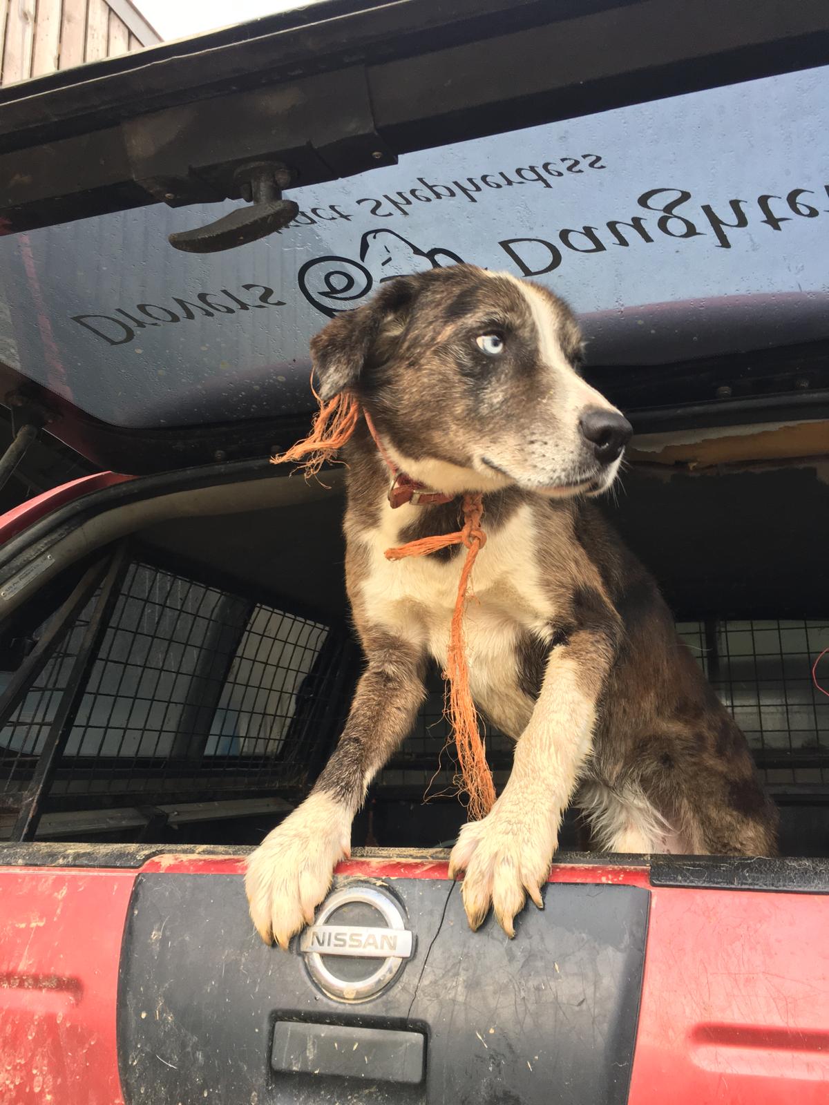 Border Collie Sheepdog Puppy