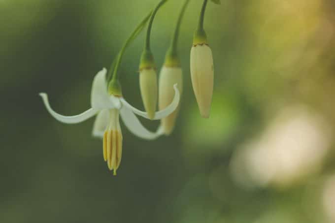 flower with beautiful bokeh creates an interesting macro photography photo