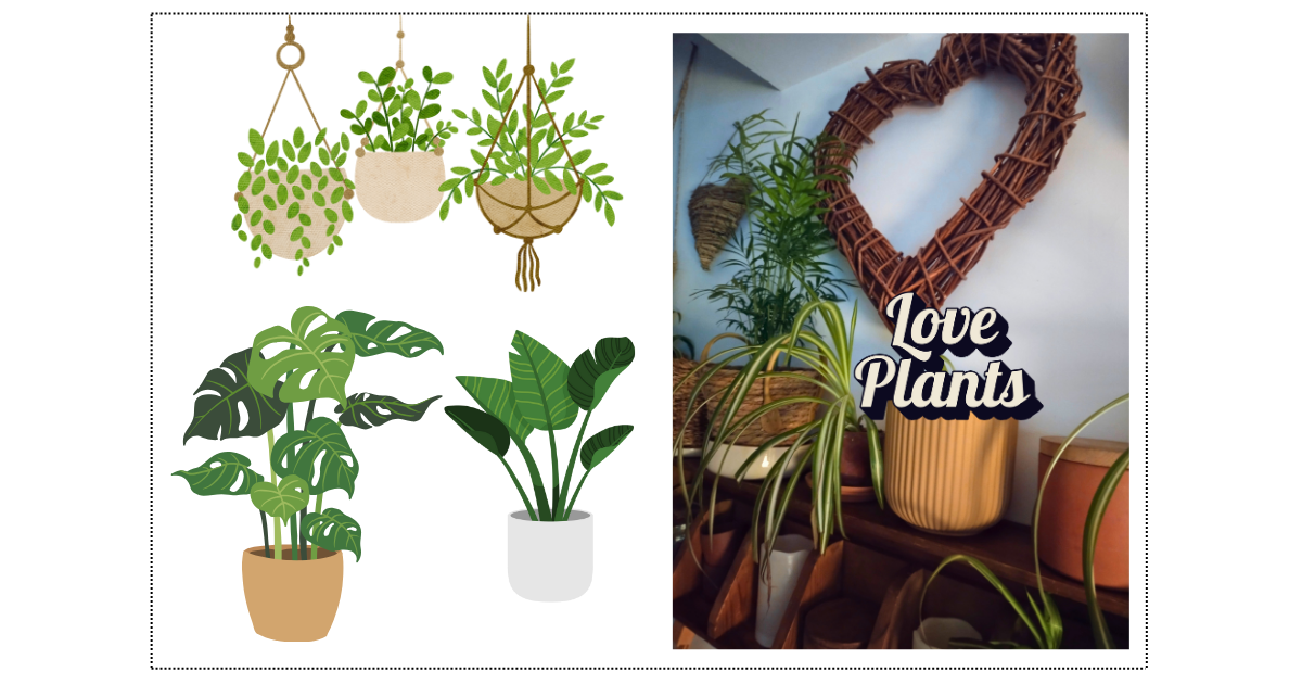 Plantes d'intérieur