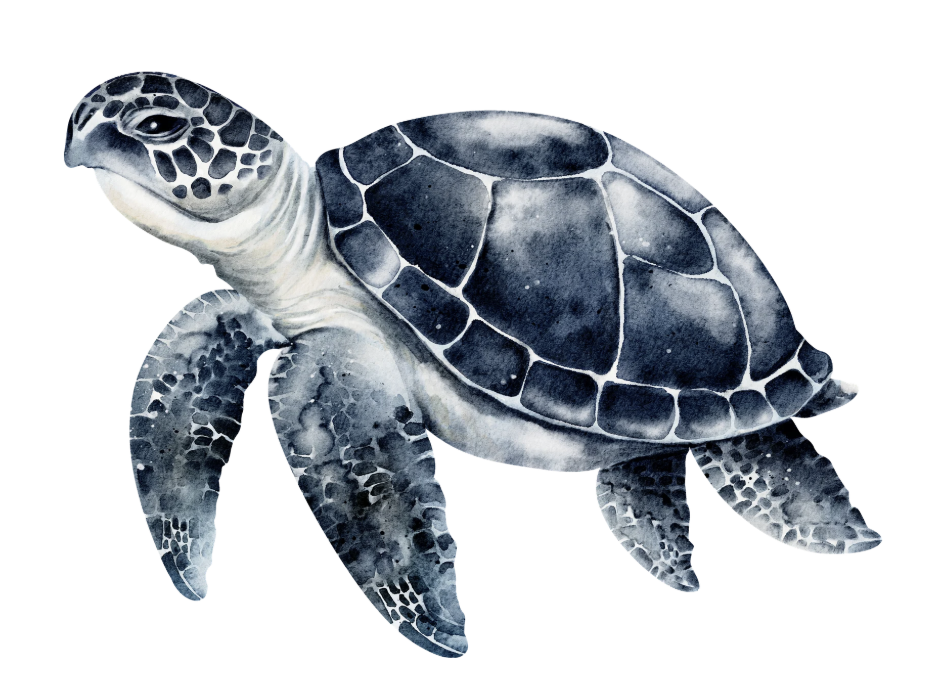 Tortue noire, symbole de l'hiver et de l'élément Eau en médecine traditionnelle chinoise, associée aux reins, à la longévité et à la sagesse.