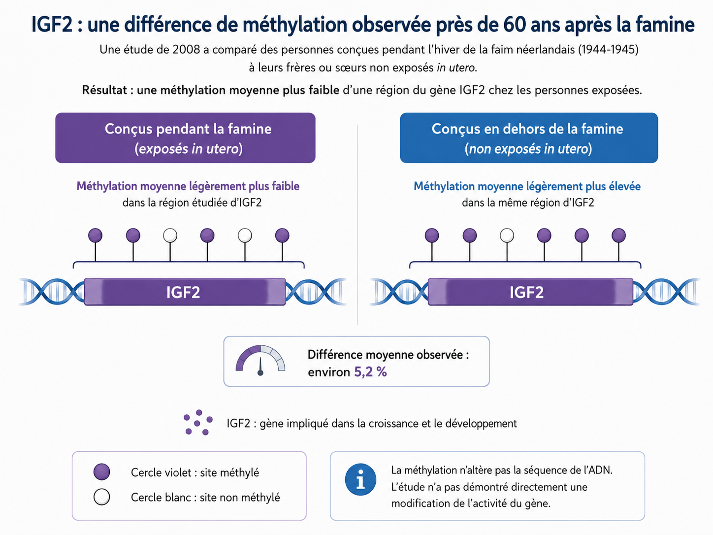 Schéma comparatif de la méthylation du gène IGF2 chez des personnes exposées ou non exposées in utero à l’hiver de la faim néerlandais
