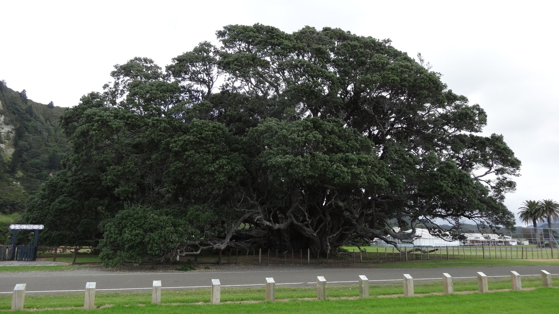 e Waha O Rerekohu - Oldest Pohutukawa Tree | East Cape NZ