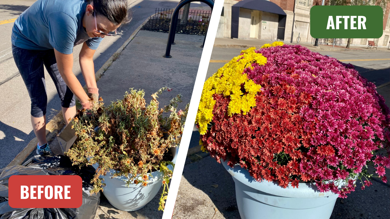 Fall Mums on Liberty Pole Way