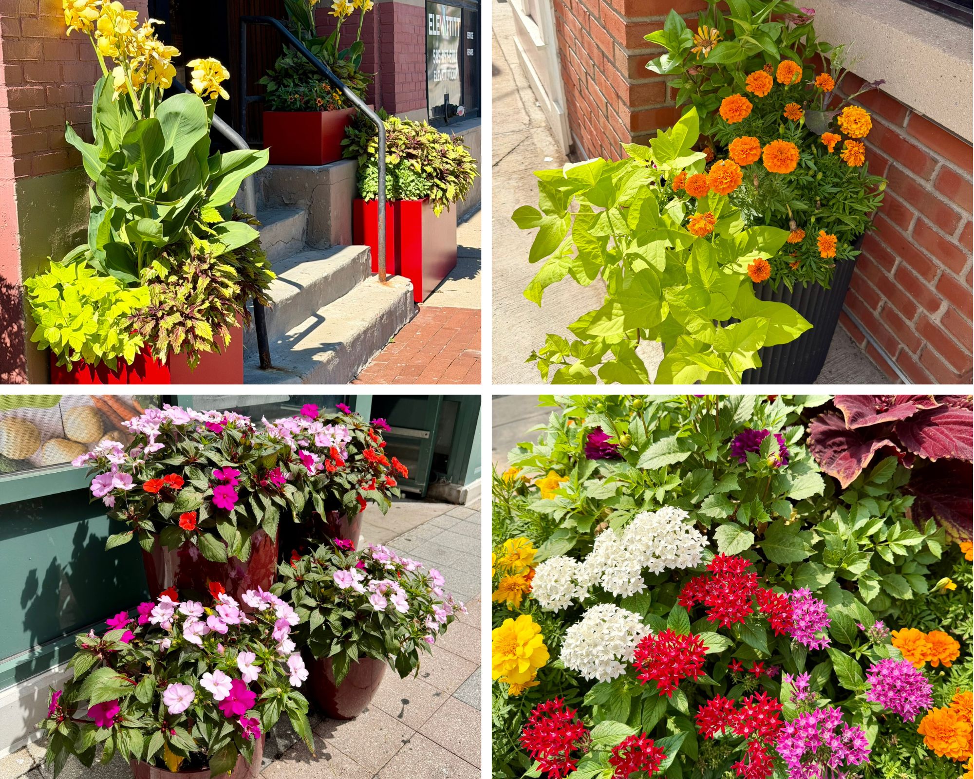 Thriving Planters
