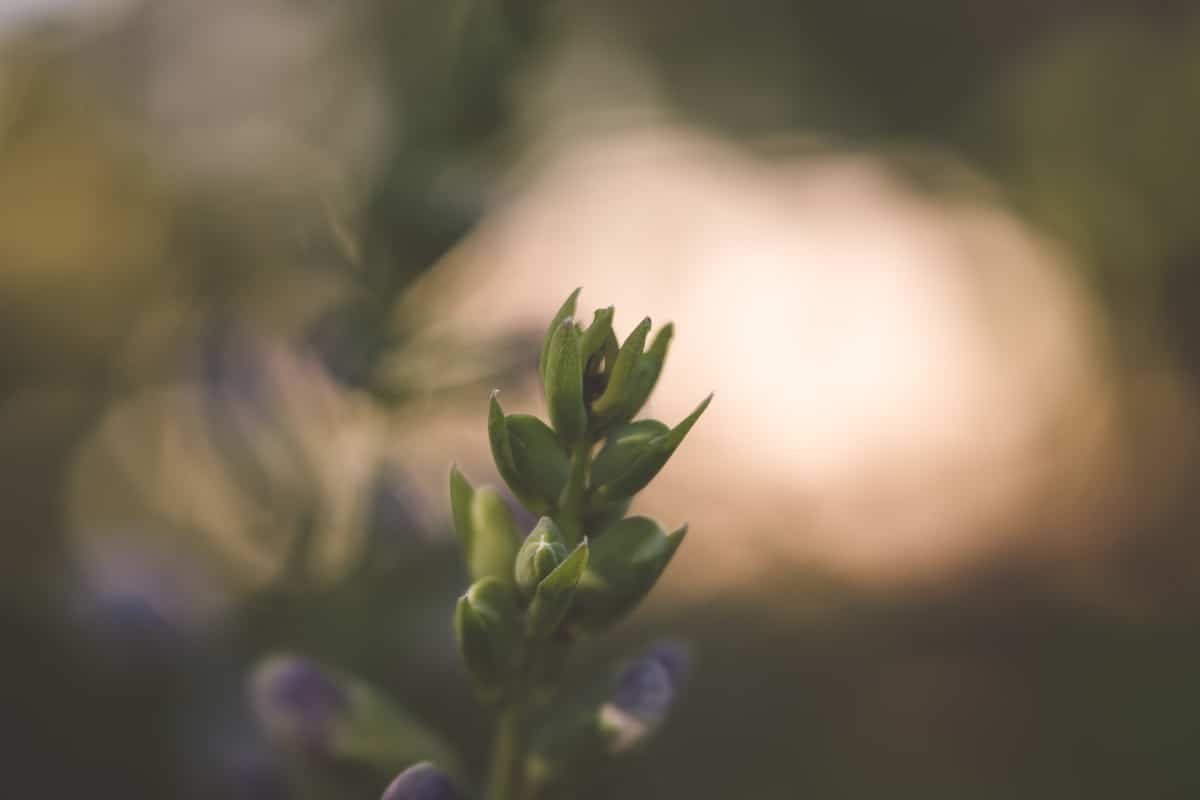 Light green plant with a bright light in the back ground.