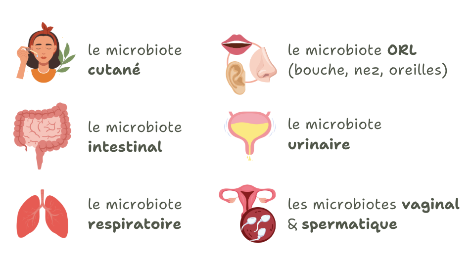 Représentation des principaux microbiotes humains : cutané, intestinal, urinaire, vaginal, spermatique, ORL (bouche, nez, oreilles) et respiratoire. Chaque microbiote joue un rôle clé dans la santé et la prévention des infections