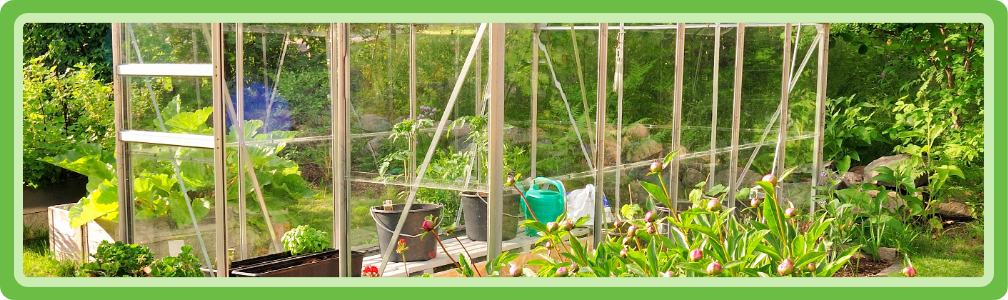 Kweken van kruiden in een kas