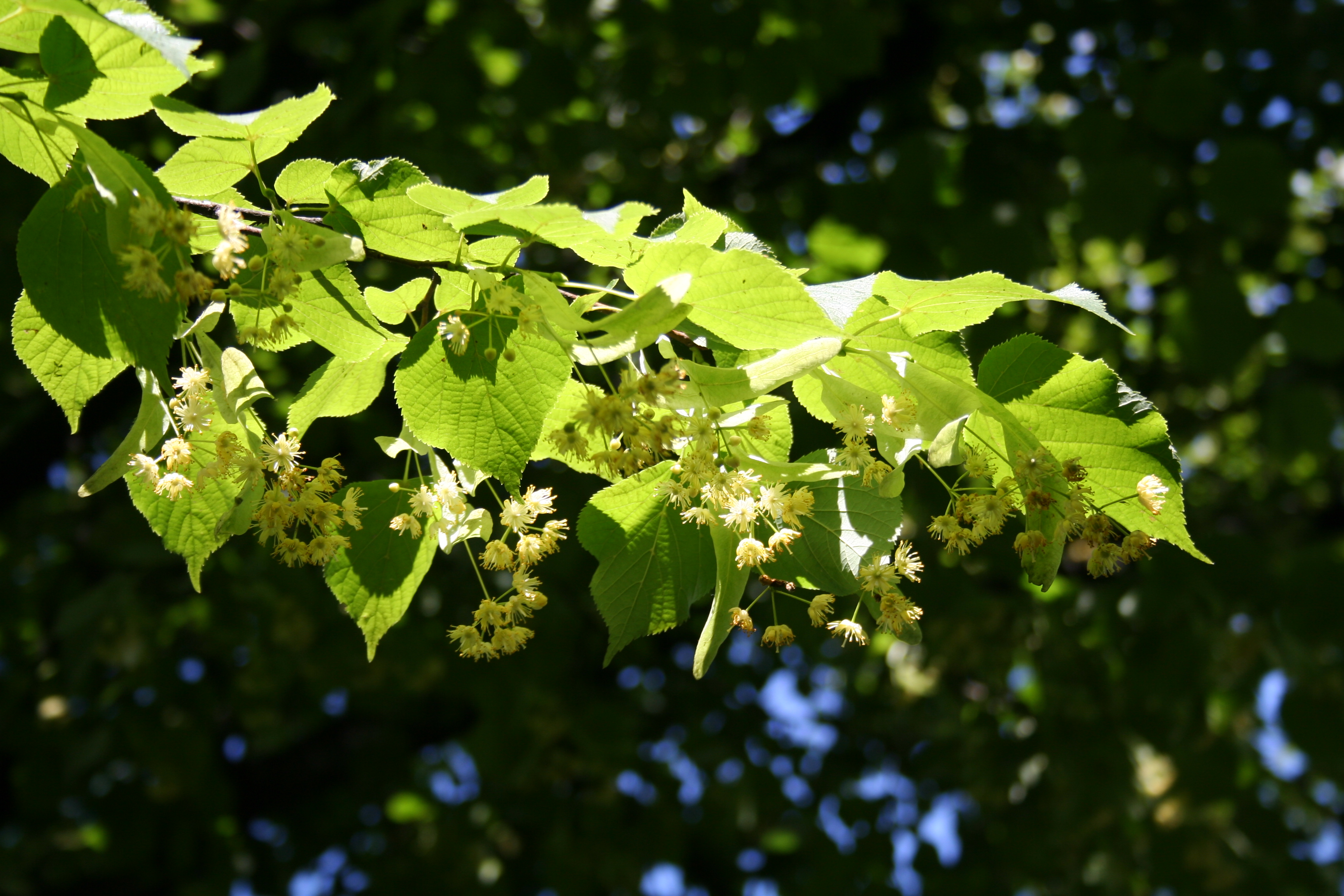 Lime (linden) tree N p holmes, CC BY-SA 3.0 <https://creativecommons.org/licenses/by-sa/3.0>, via Wikimedia Commons