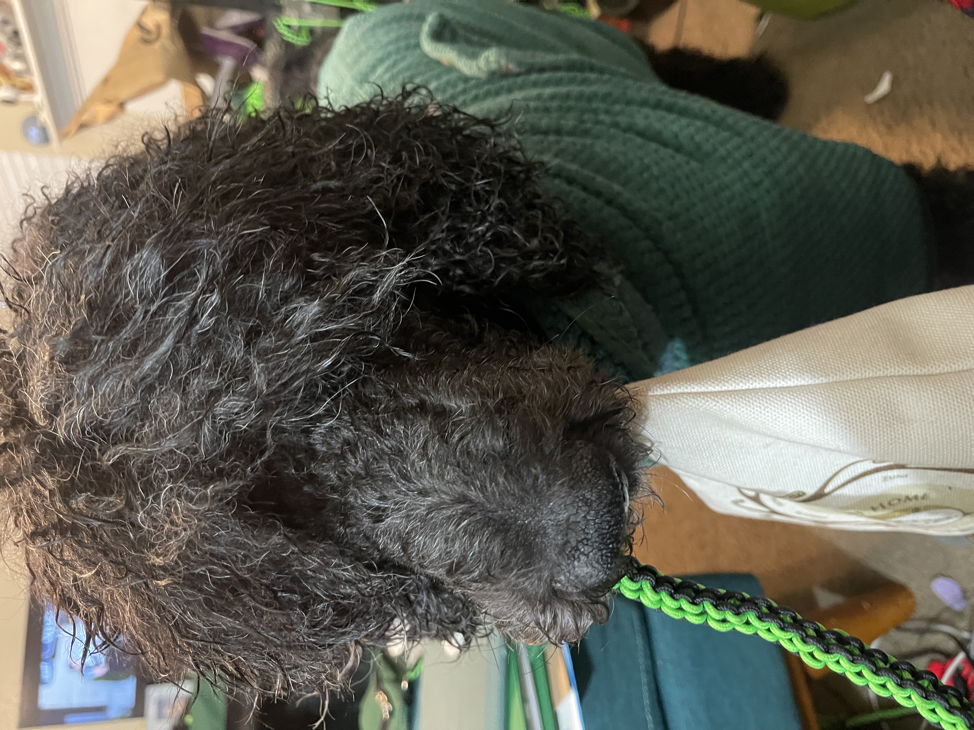Nick, a blue Standard Poodle holding a medical bag