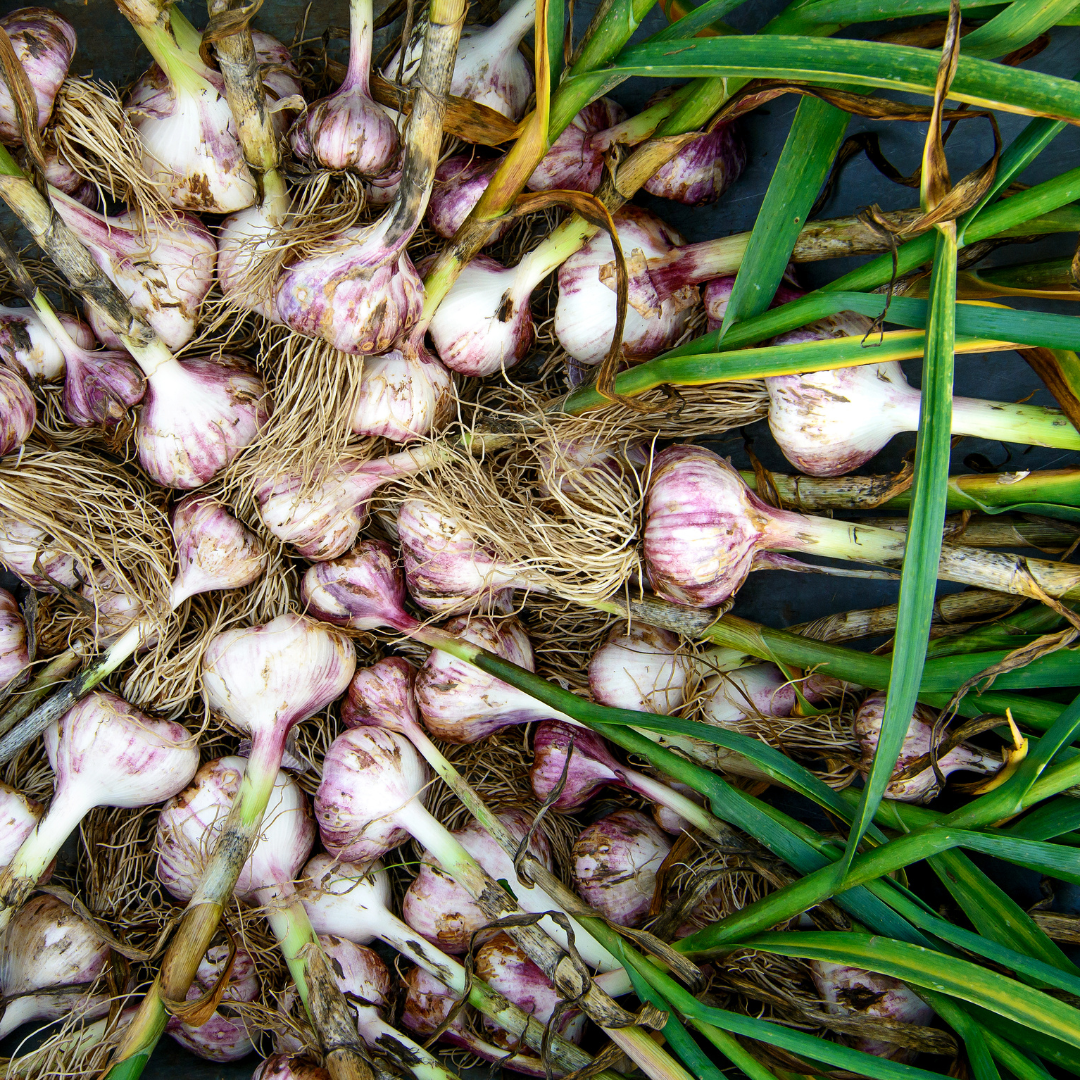 Raw garlic just pulled