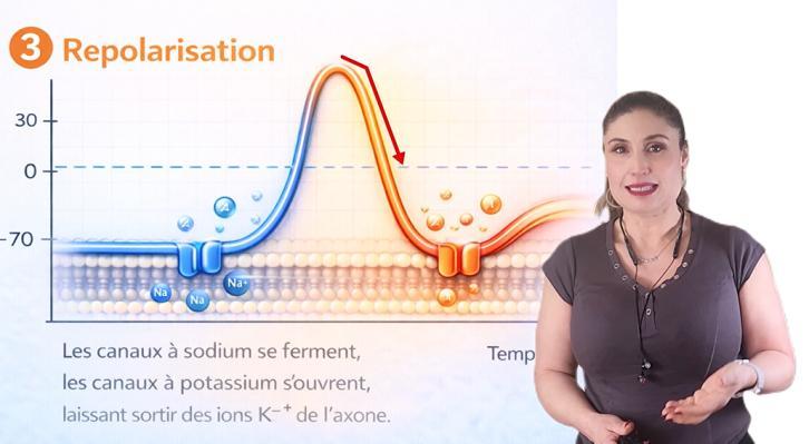 Repolarisation : sortie de potassium et descente du potentiel membranaire, illustration du résumé de cours.