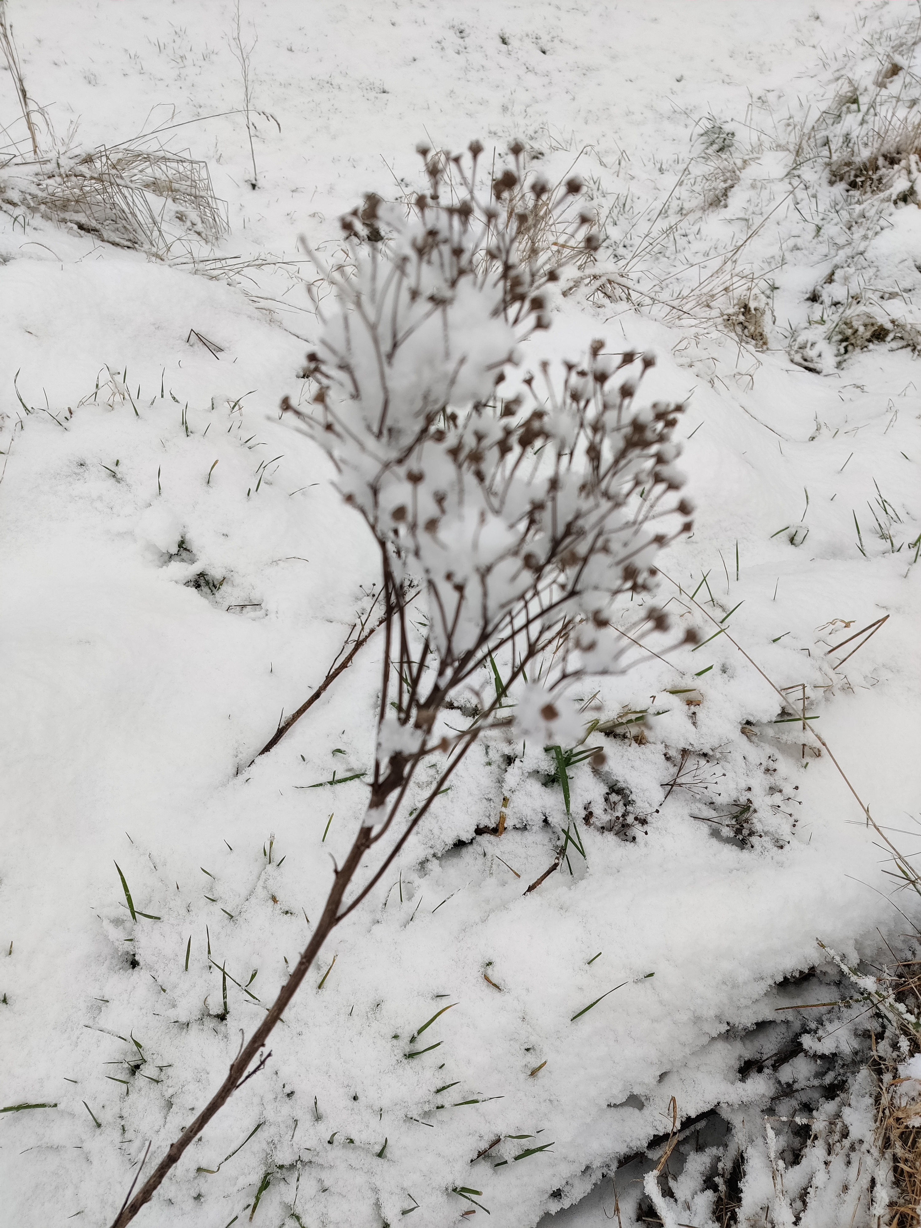 Winter yoga nidra - zak in vertrouwen