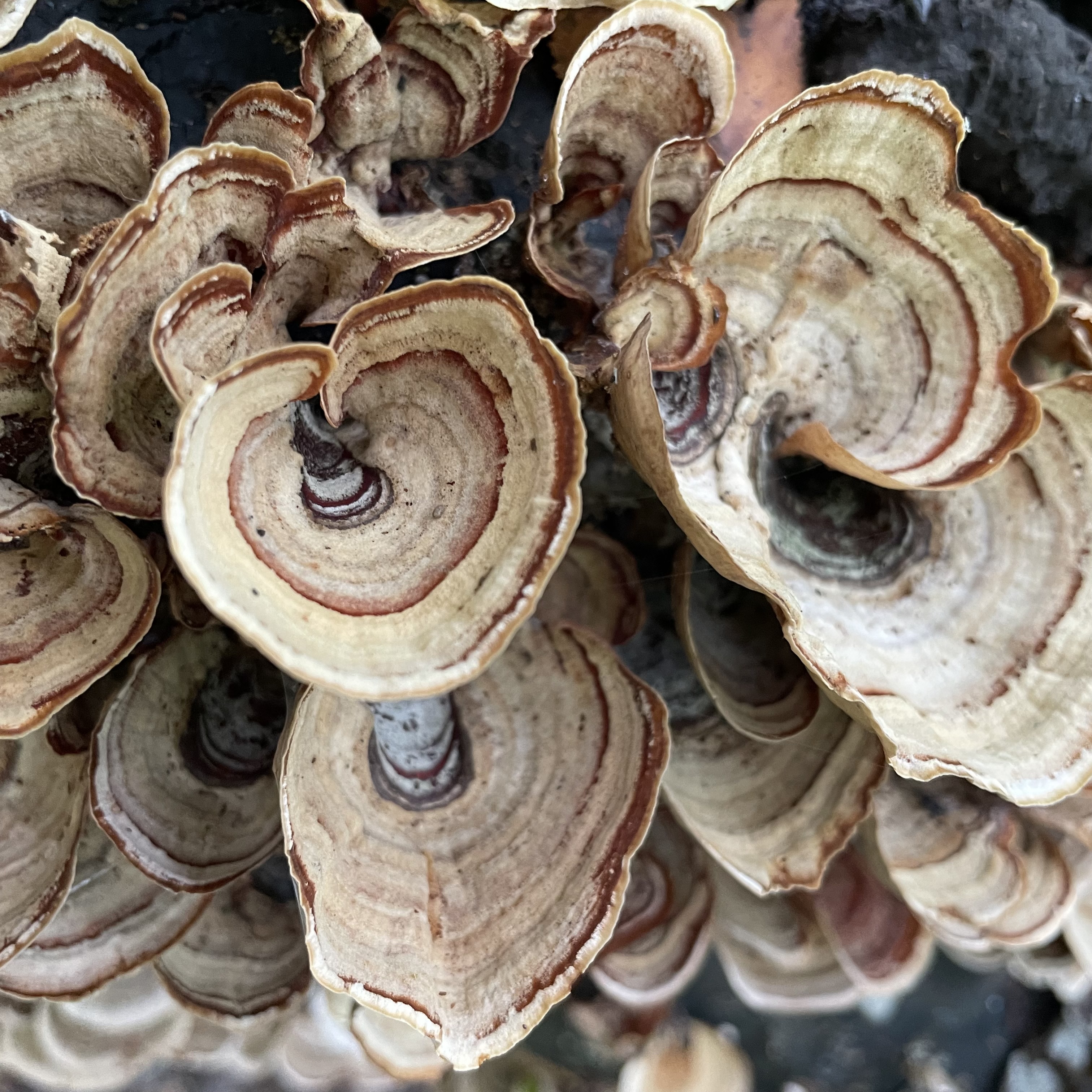 False Turkey Tail Mushrooms