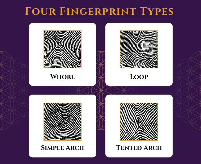 Four Fingerprint Types: Whorl, Loop, Simple Arch, Tented Arch