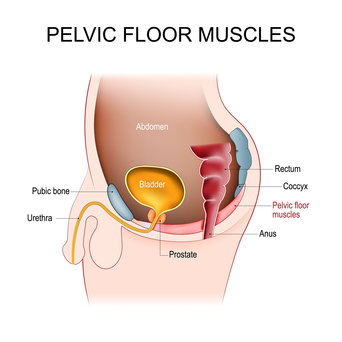 Male Pelvic Floor support muscles