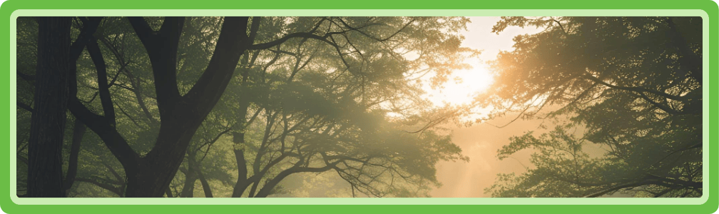 Het bos waardoor je weer in contact kan komen met je ware zelf